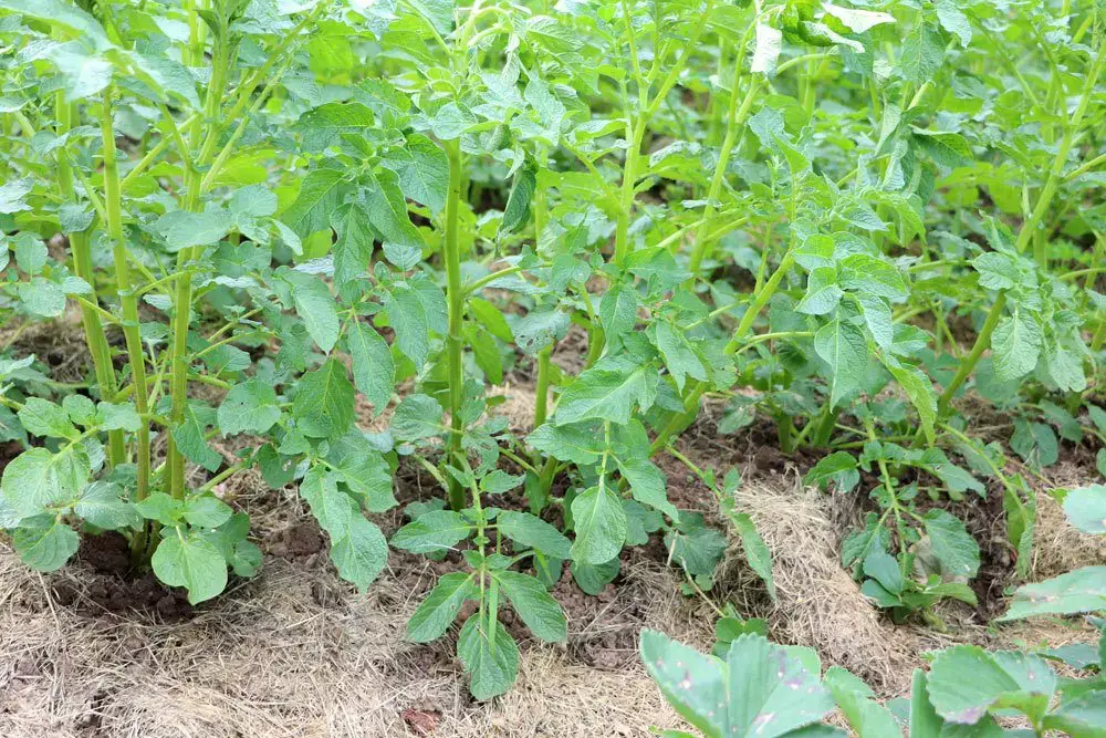 Flor de patata: ¿las patatas tienen que florecer?