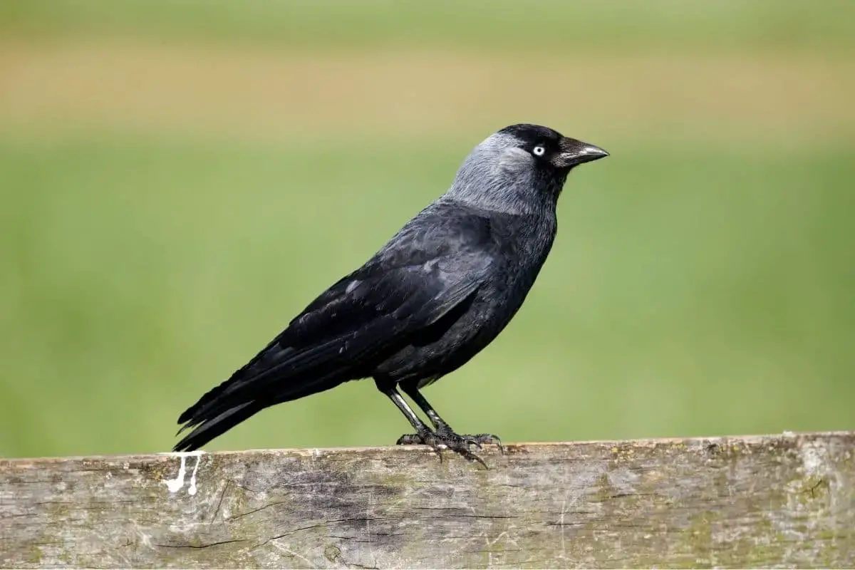 23 pájaros negros nativos con foto