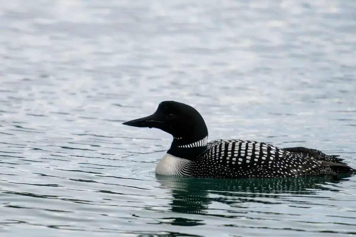 23 pájaros negros nativos con foto