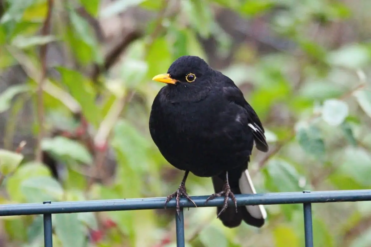 23 pájaros negros nativos con foto
