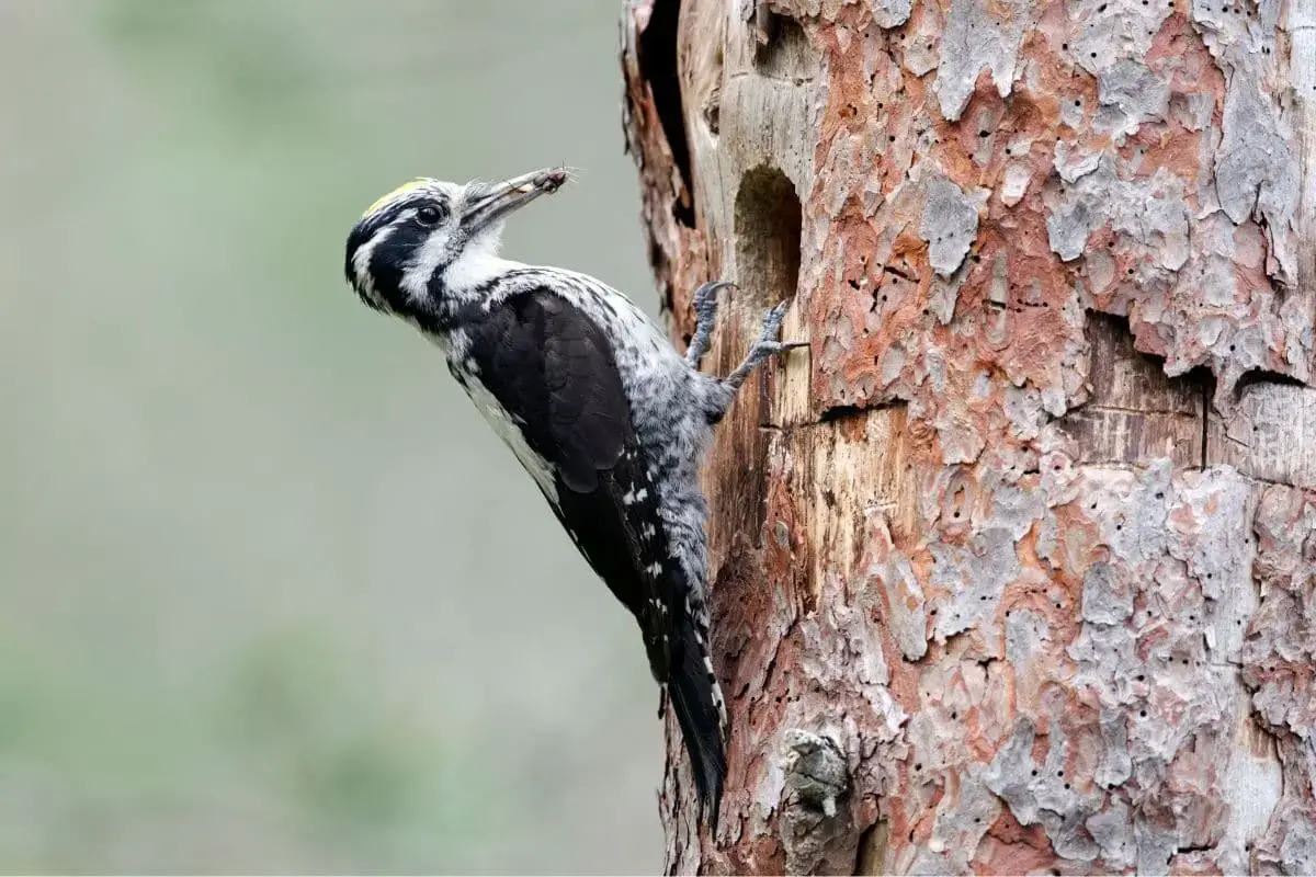 23 pájaros negros nativos con foto