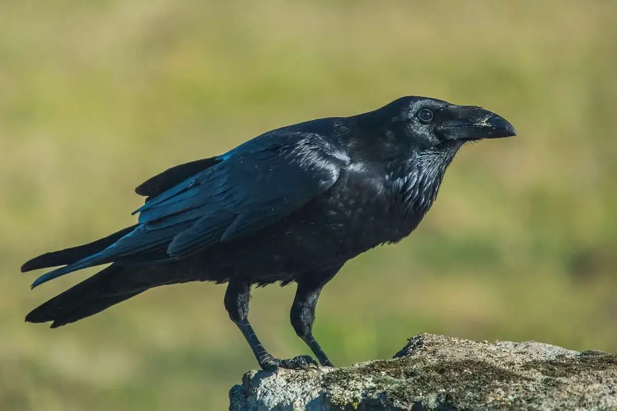 23 pájaros negros nativos con foto