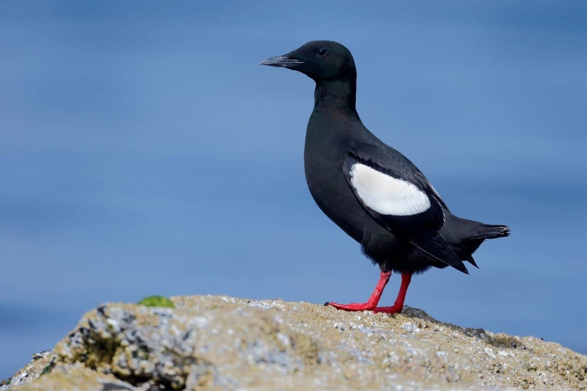 23 pájaros negros nativos con foto