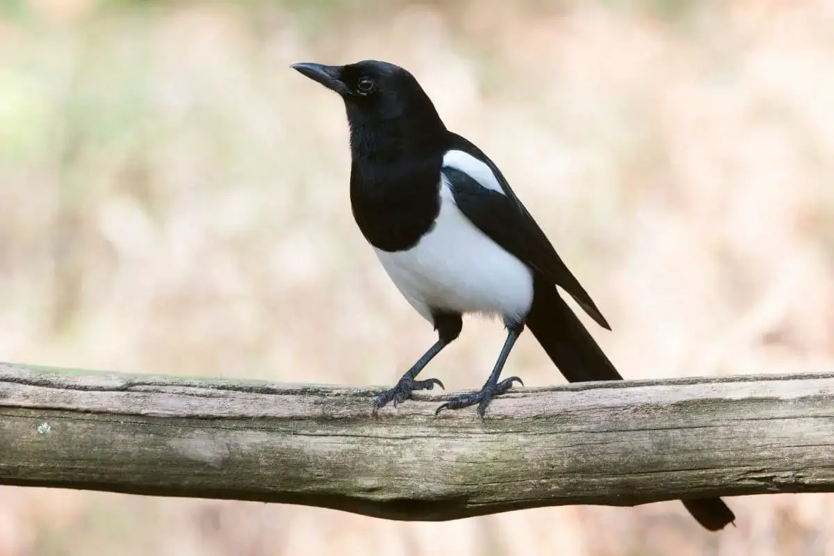 23 pájaros negros nativos con foto