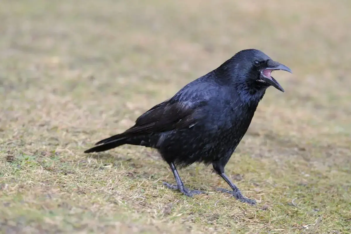 23 pájaros negros nativos con foto