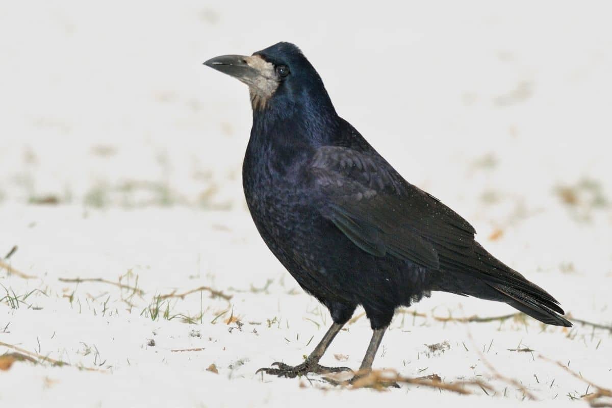 23 pájaros negros nativos con foto