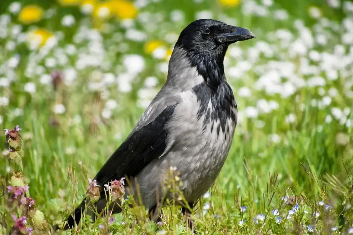 23 pájaros negros nativos con foto