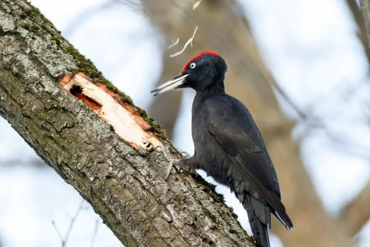 23 pájaros negros nativos con foto
