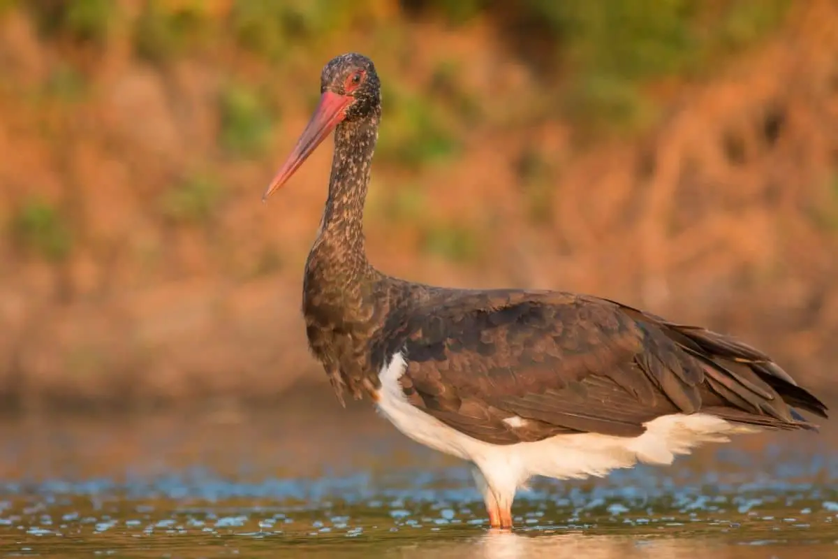 23 pájaros negros nativos con foto