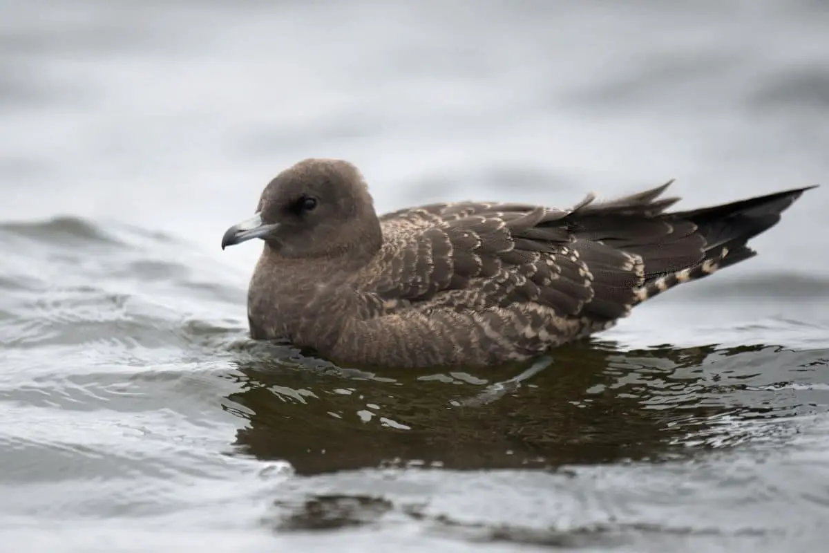 23 pájaros negros nativos con foto