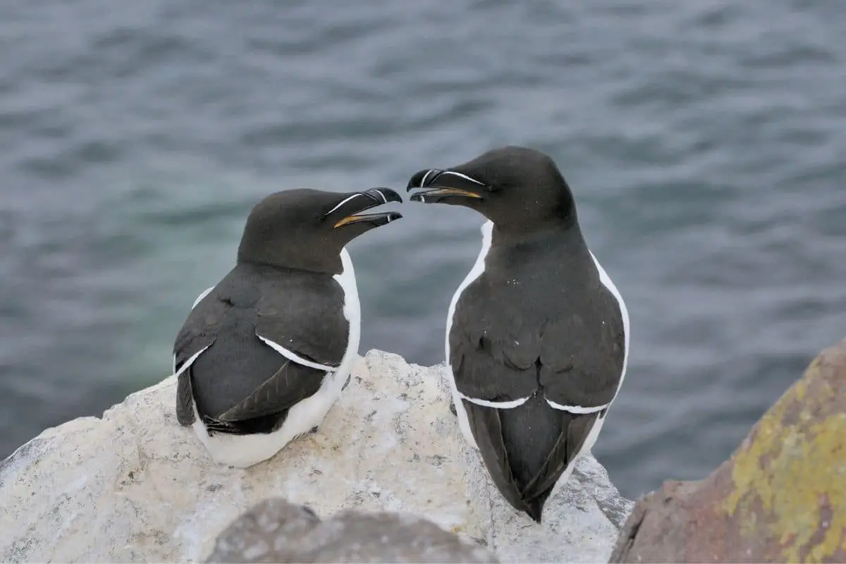 23 pájaros negros nativos con foto