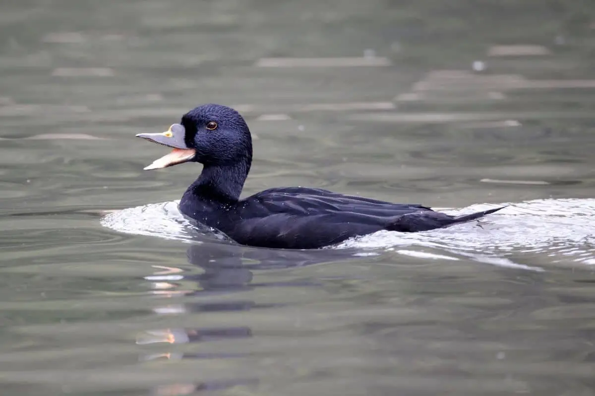 23 pájaros negros nativos con foto