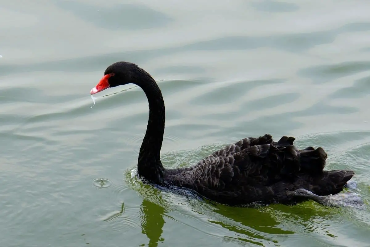 23 pájaros negros nativos con foto