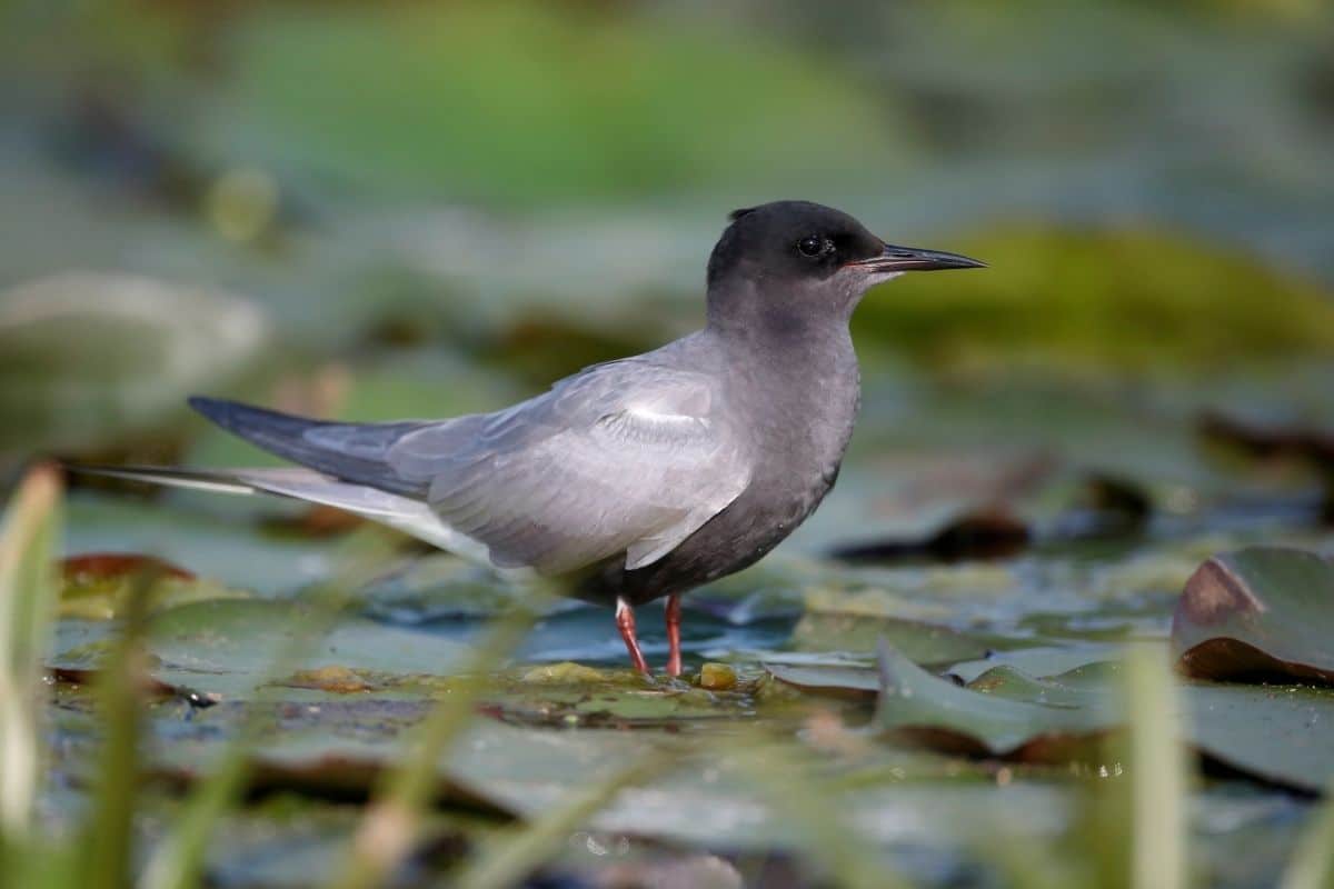 23 pájaros negros nativos con foto