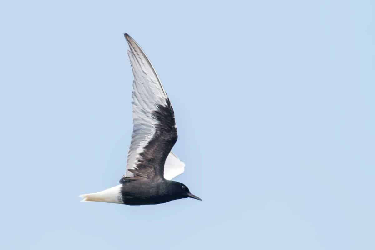 23 pájaros negros nativos con foto