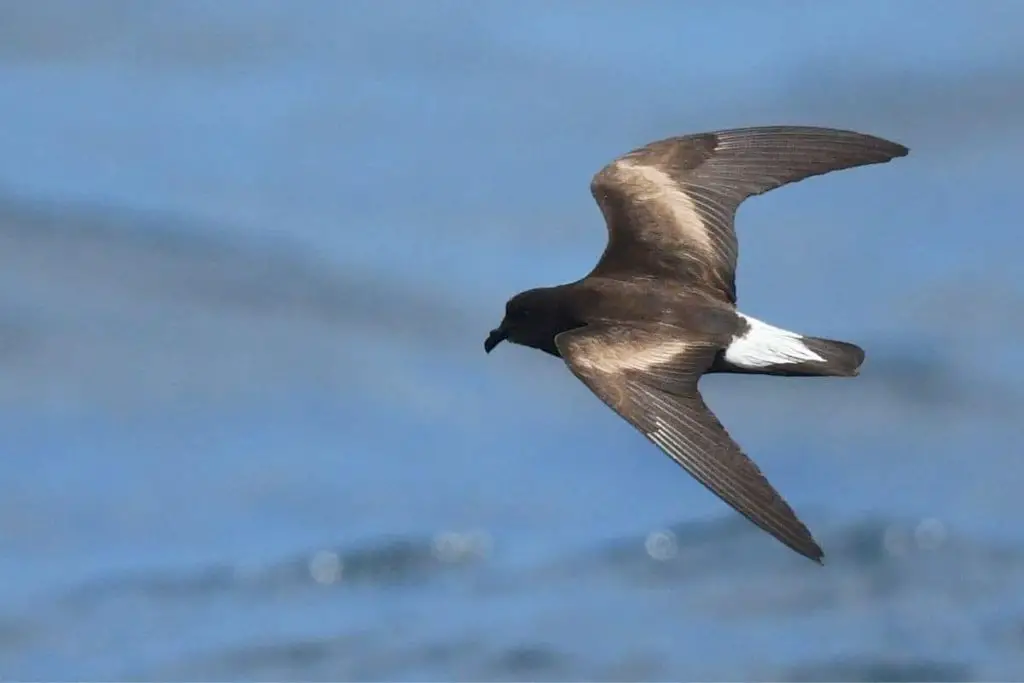 23 pájaros negros nativos con foto