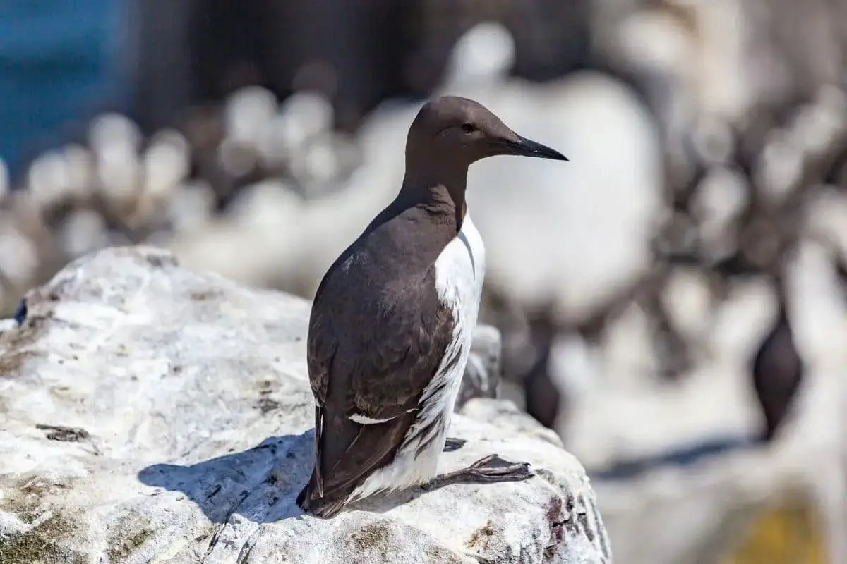 23 pájaros negros nativos con foto