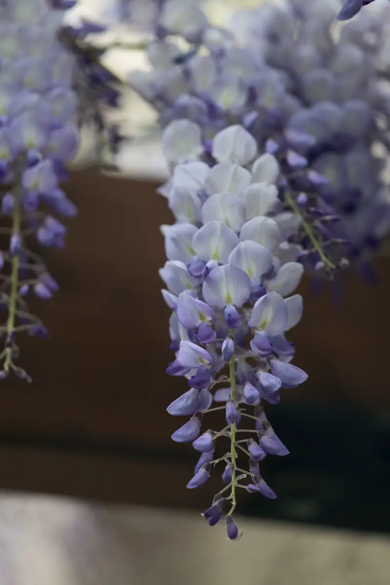 Árboles aromáticos: los 10 arbustos más bellos con flores aromáticas