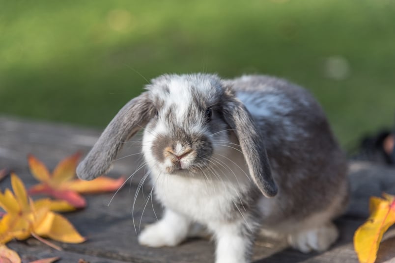 Nombres de conejos de AZ: los 100 mejores nombres para conejos