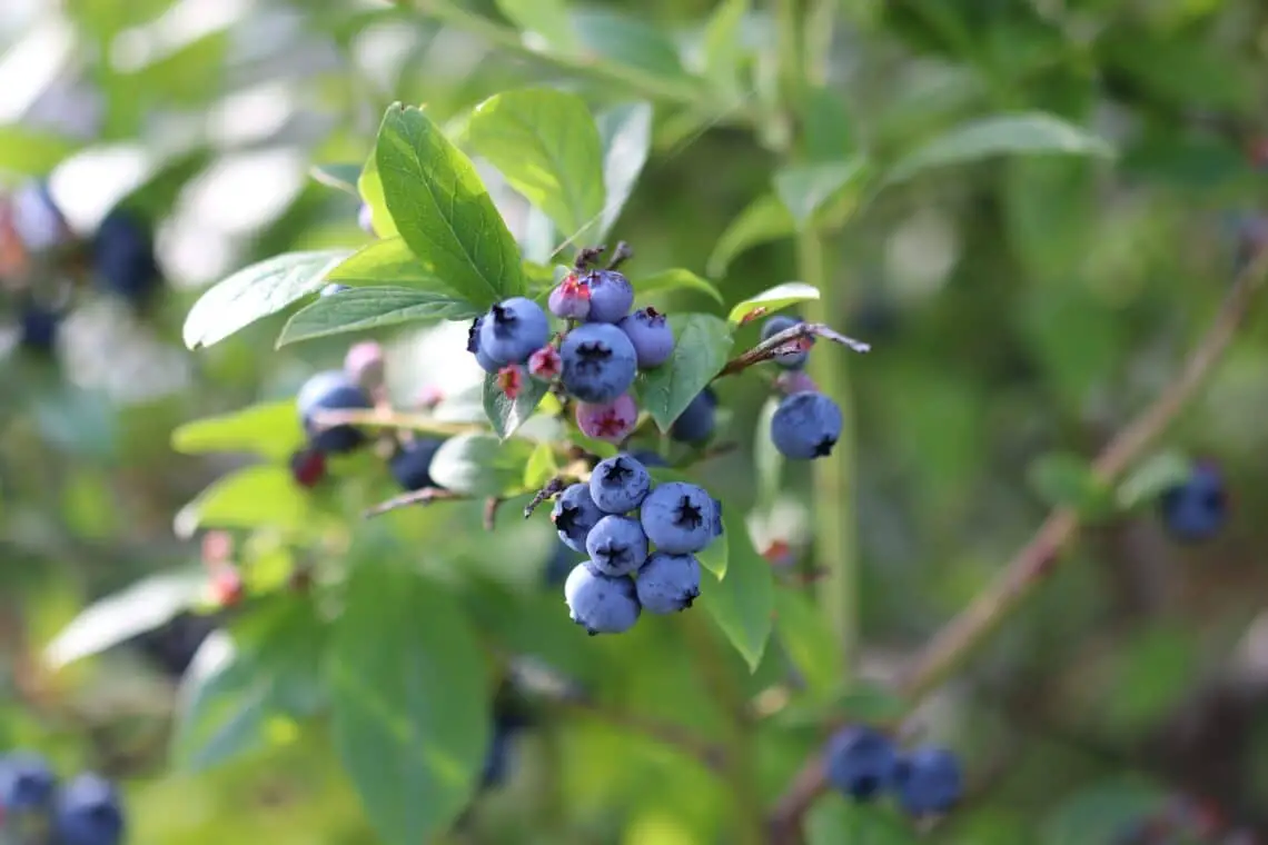 ¿Se pueden fertilizar árboles frutales con posos de café?