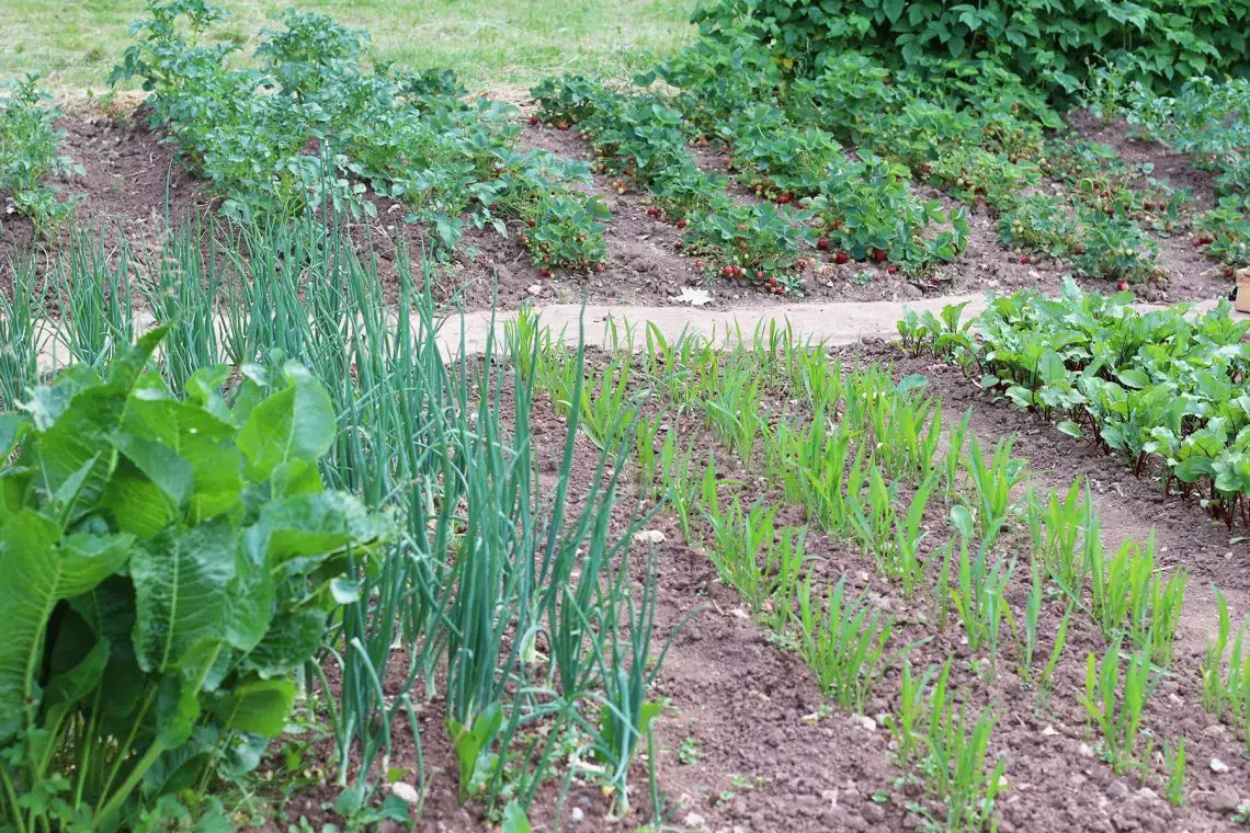 Plantar tomates y pepinos juntos: ¿sí o no?