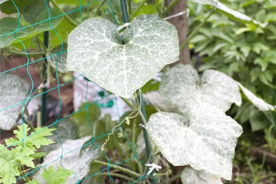 Plantar tomates y pepinos juntos: ¿sí o no?