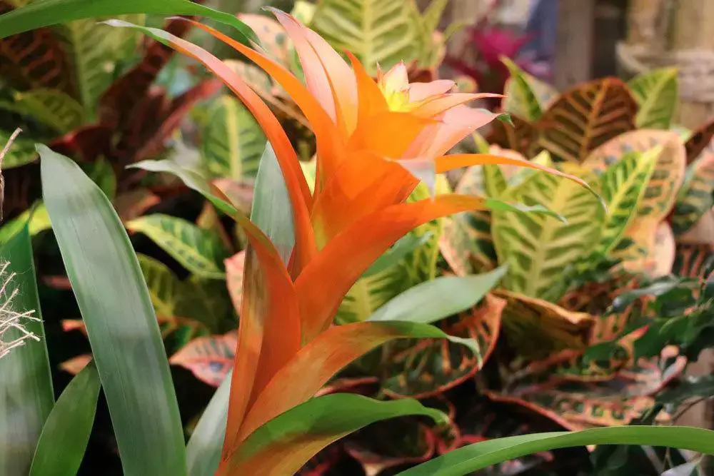 ¿Es la bromelia venenosa? Riesgos para personas y mascotas