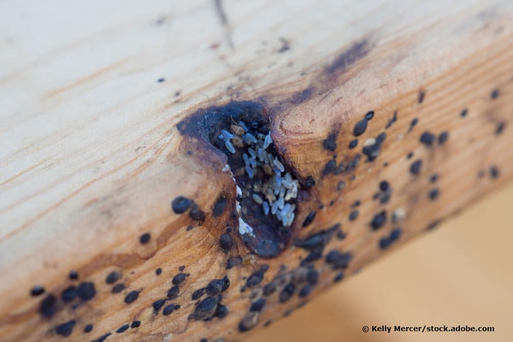 Identificar huevos de insectos por color: 20 especies