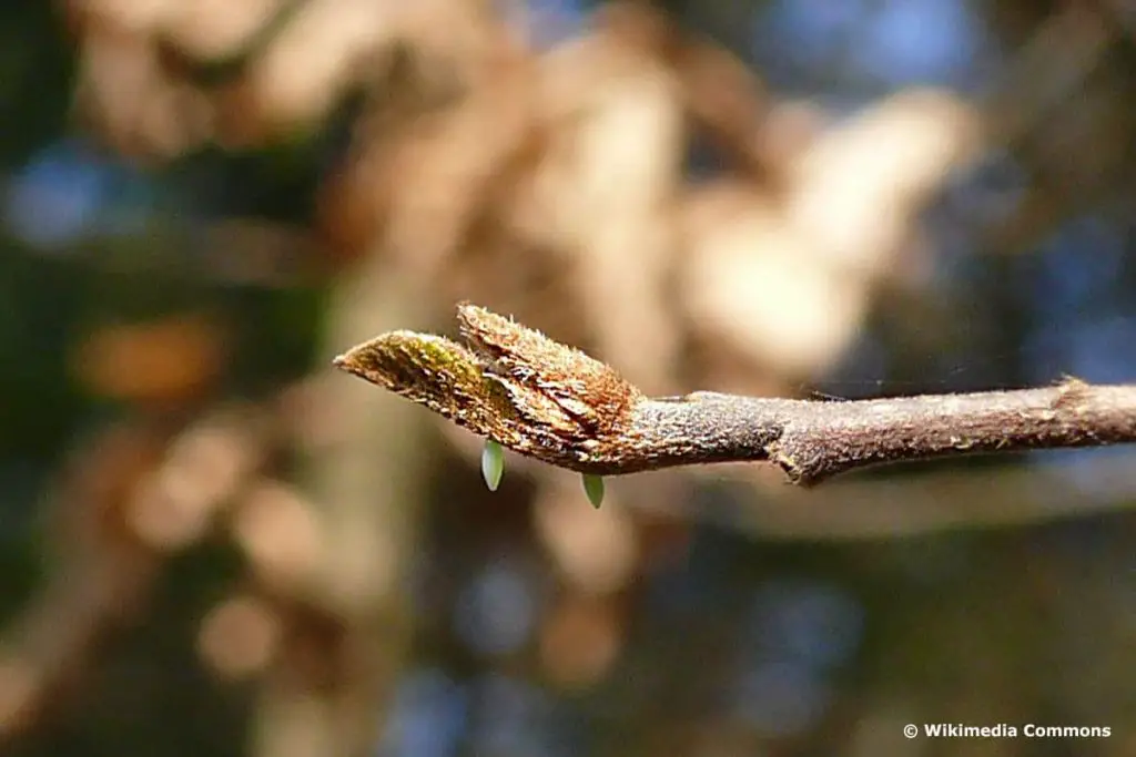 Identificar huevos de insectos por color: 20 especies
