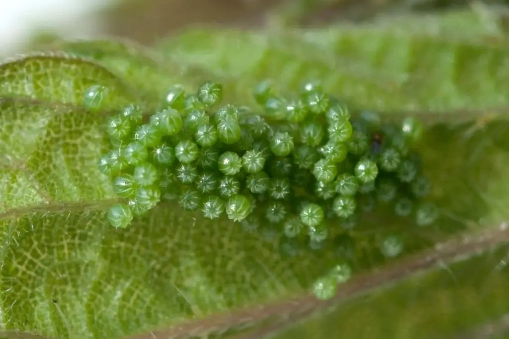 Identificar huevos de insectos por color: 20 especies