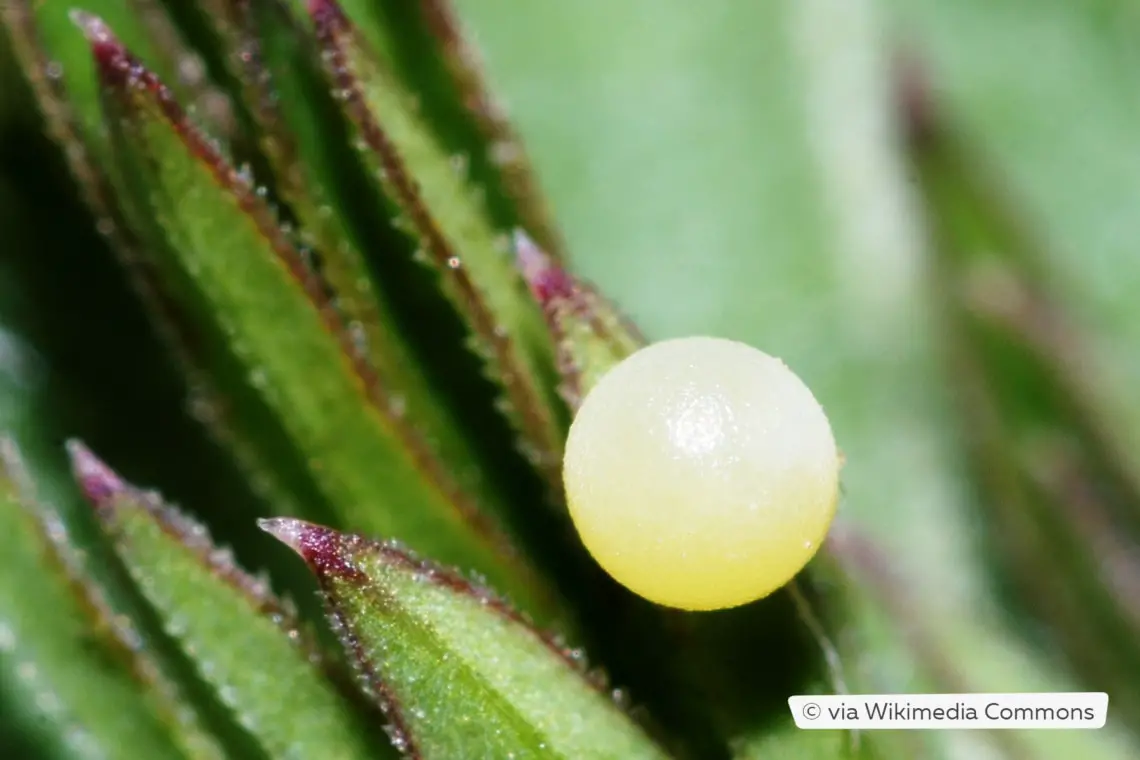Identificar huevos de insectos por color: 20 especies
