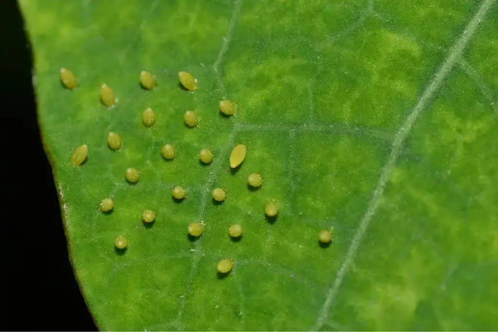 Identificar huevos de insectos por color: 20 especies