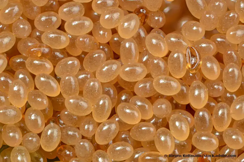 Identificar huevos de insectos por color: 20 especies