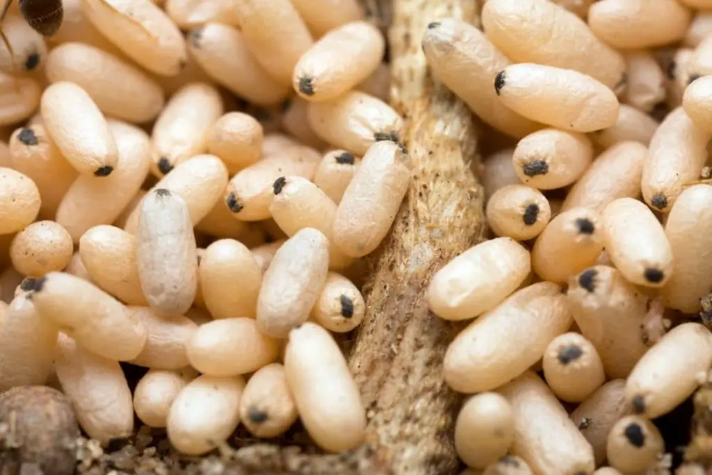 Identificar huevos de insectos por color: 20 especies