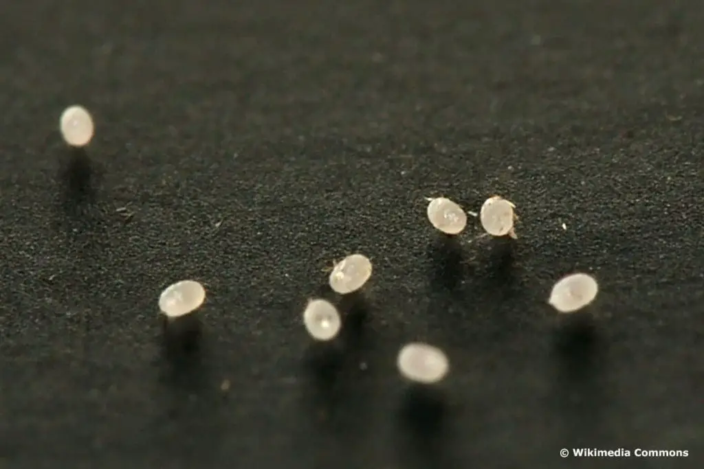 Identificar huevos de insectos por color: 20 especies