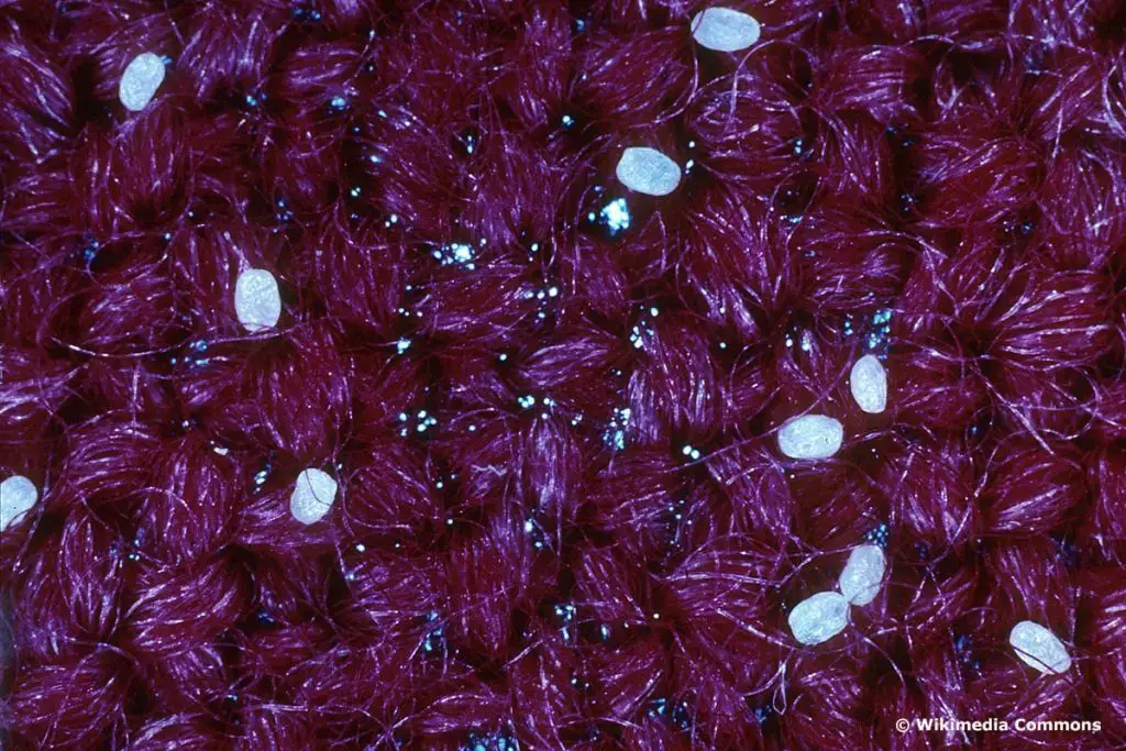 Identificar huevos de insectos por color: 20 especies
