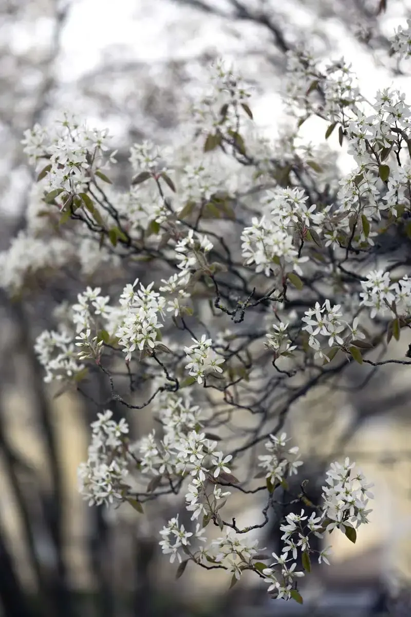 13 arbustos en flor para todo el año