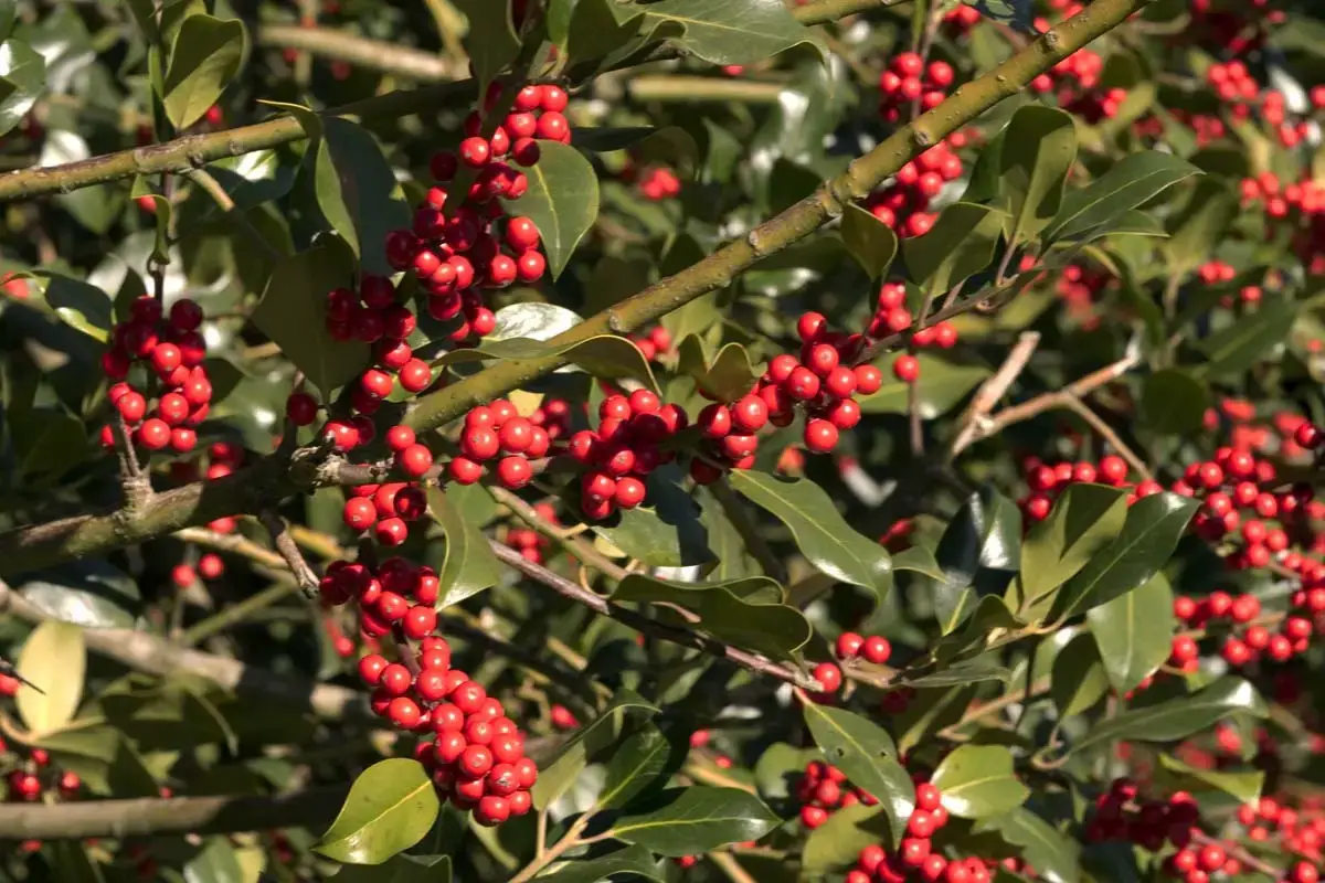 13 arbustos en flor para todo el año
