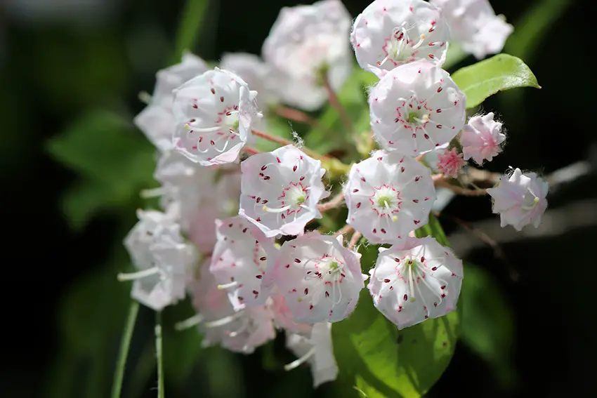 Las 9 mejores plantas con flores de hoja perenne para tu jardín
