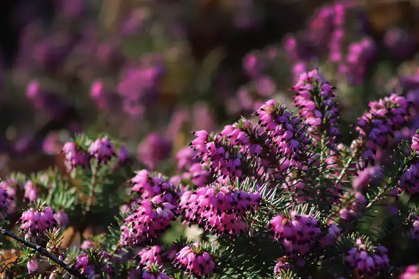 Las 9 mejores plantas con flores de hoja perenne para tu jardín