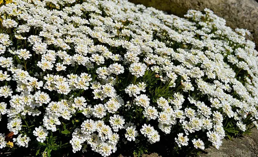 Las 9 mejores plantas con flores de hoja perenne para tu jardín