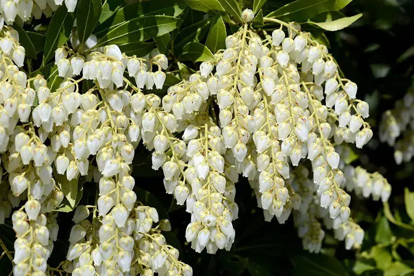 Las 9 mejores plantas con flores de hoja perenne para tu jardín