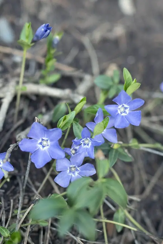 Las 9 mejores plantas con flores de hoja perenne para tu jardín