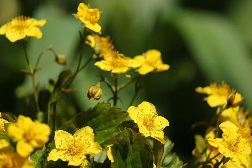 Las 9 mejores plantas con flores de hoja perenne para tu jardín