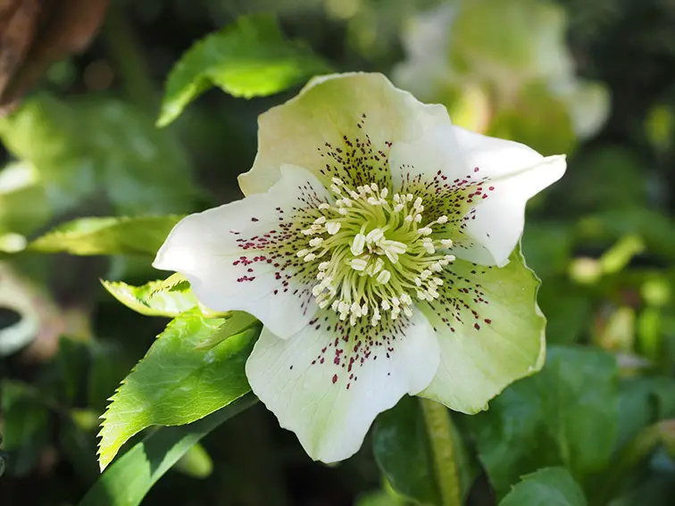 Las 9 mejores plantas con flores de hoja perenne para tu jardín