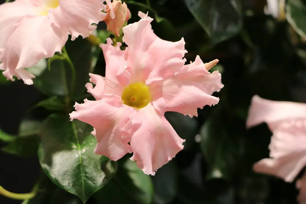 ¿Es venenosa la mandevilla? Toda la información sobre Sundaville/Dipladenia