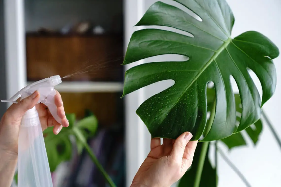 Monstera tiene puntos negros: ayuda rápida