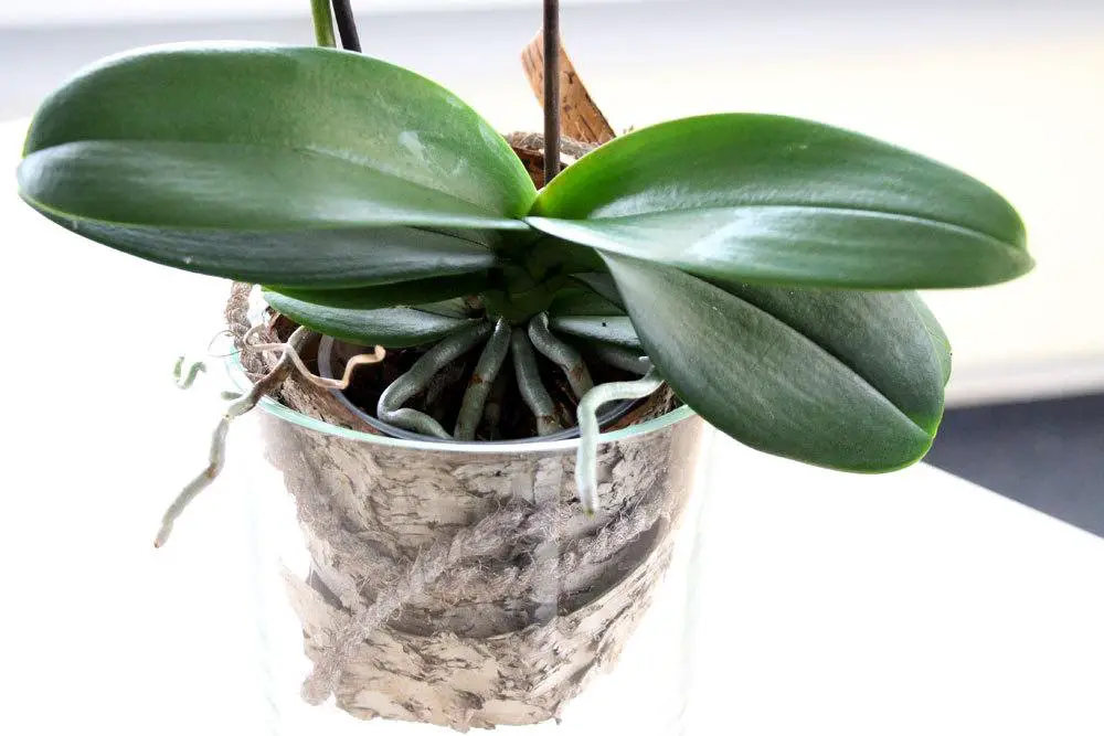 Mantener las orquídeas en un vaso – cuidar las orquídeas sin tierra