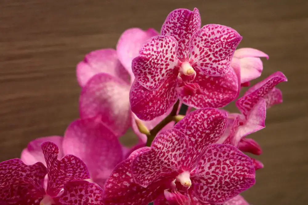 Mantener las orquídeas en un vaso – cuidar las orquídeas sin tierra