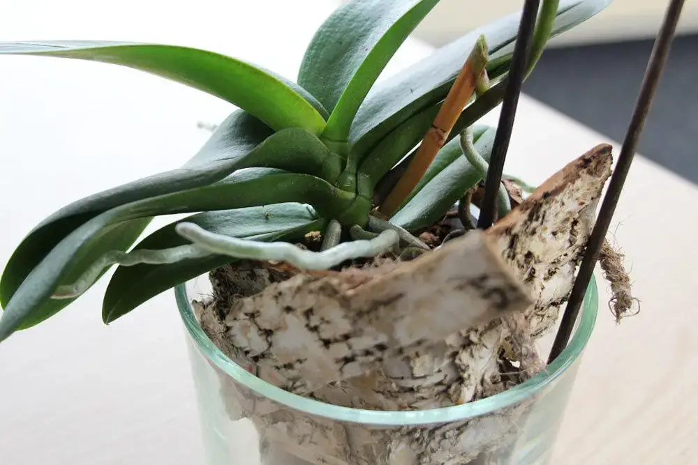Mantener las orquídeas en un vaso – cuidar las orquídeas sin tierra